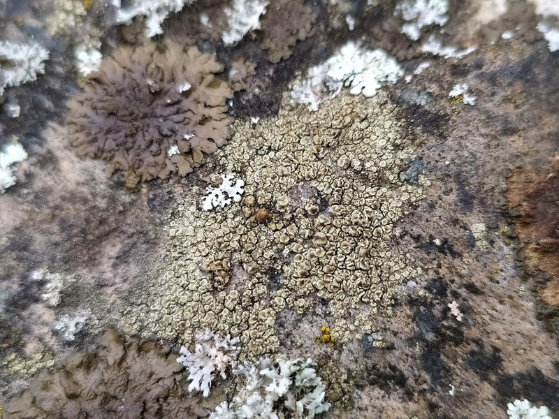 Rim Lichen photo 8