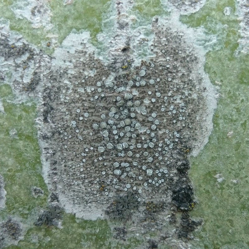 Rim Lichen