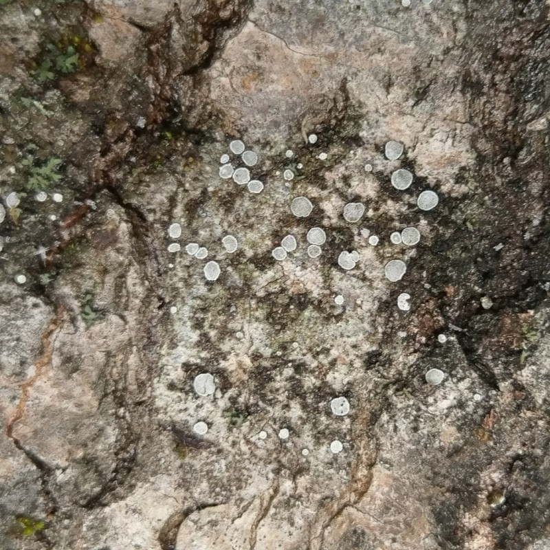 Rim Lichen photo 2