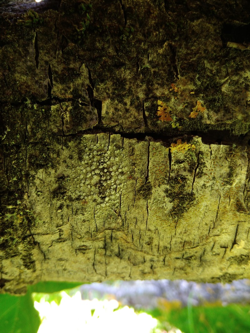 Rim Lichen photo 4