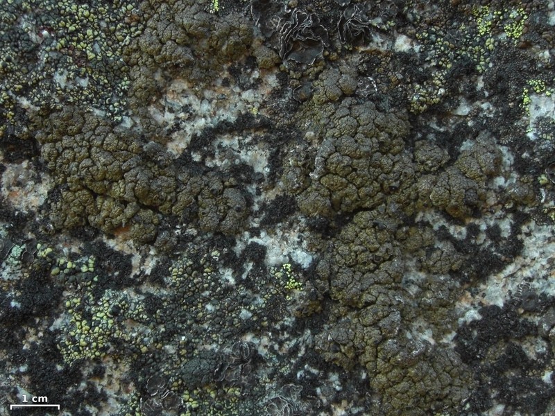Pringle's Rim Lichen