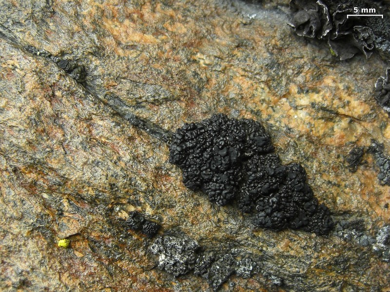 Pringle's Rim Lichen photo 2