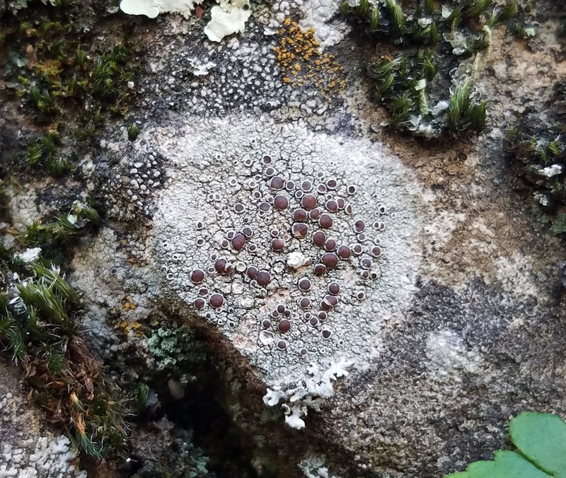 Rim Lichen