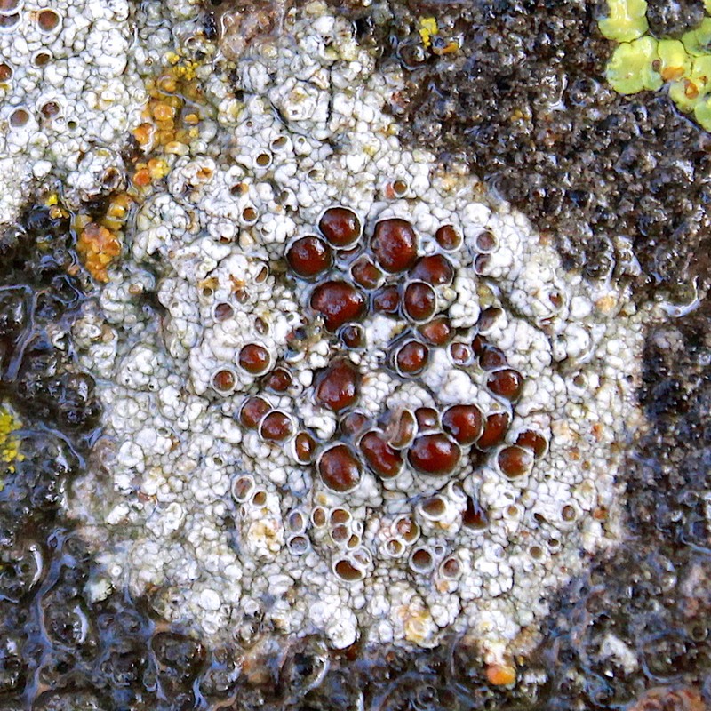 Rim Lichen