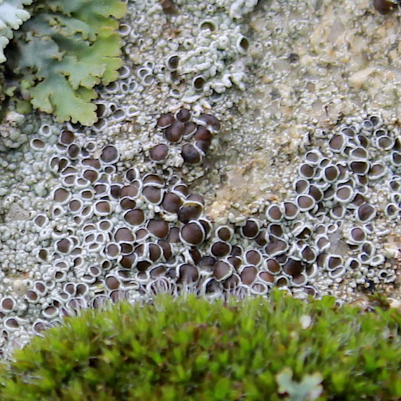 Rim Lichen photo 2