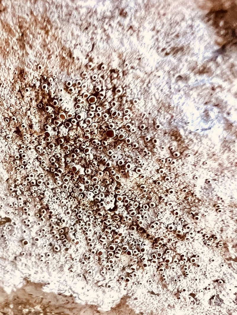 Rim Lichen photo 3