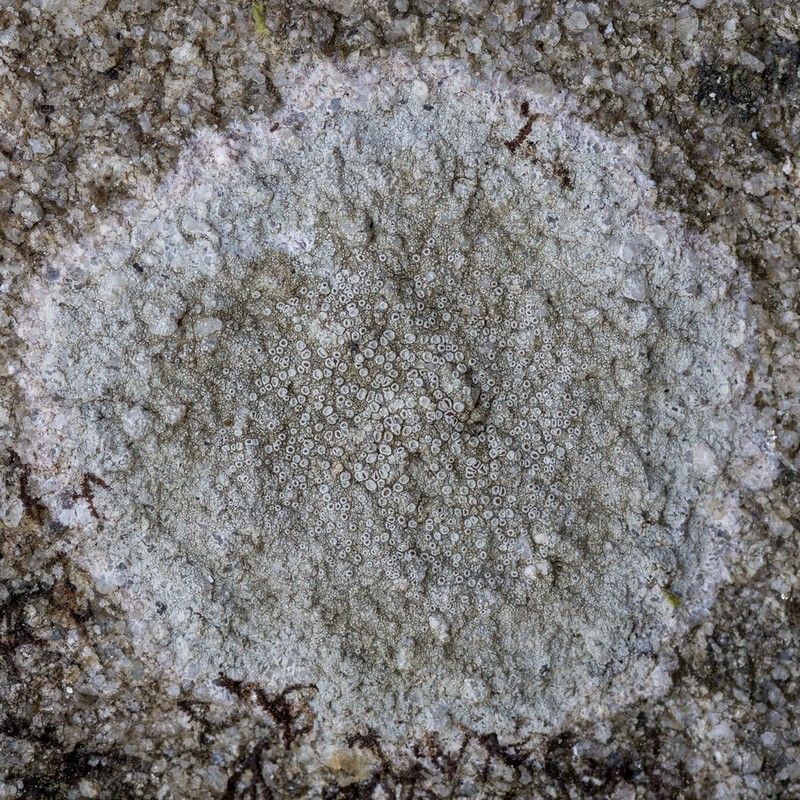 Rim Lichen photo 4