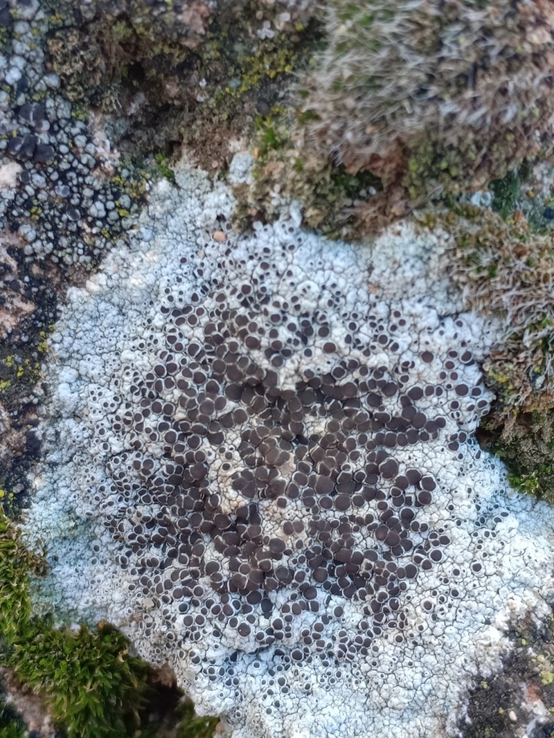 Rim Lichen photo 5