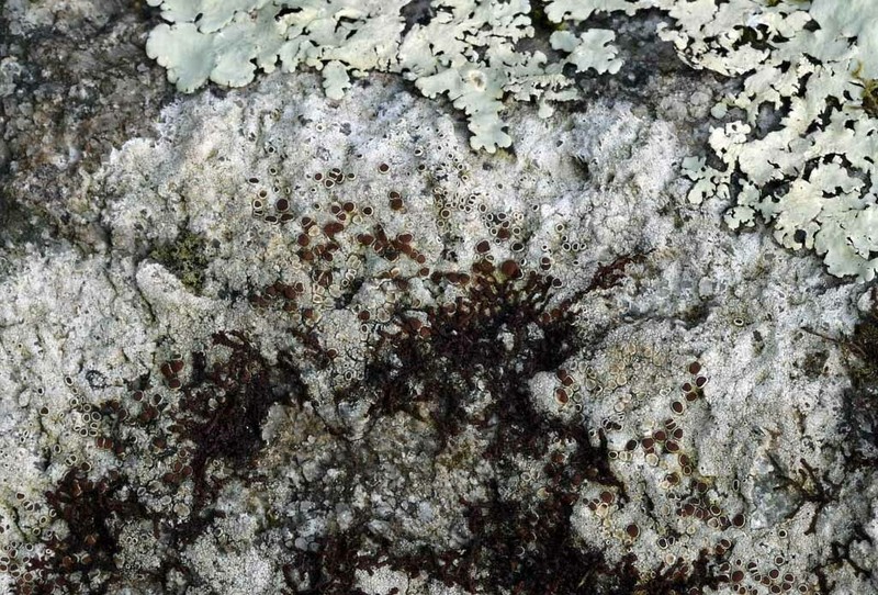 Rim Lichen photo 6