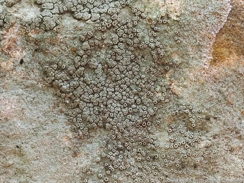 Rim Lichen photo 7