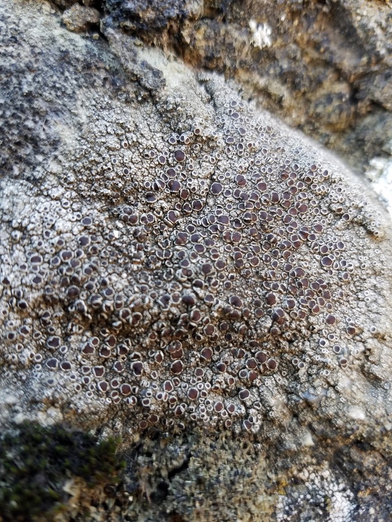 Rim Lichen photo 8
