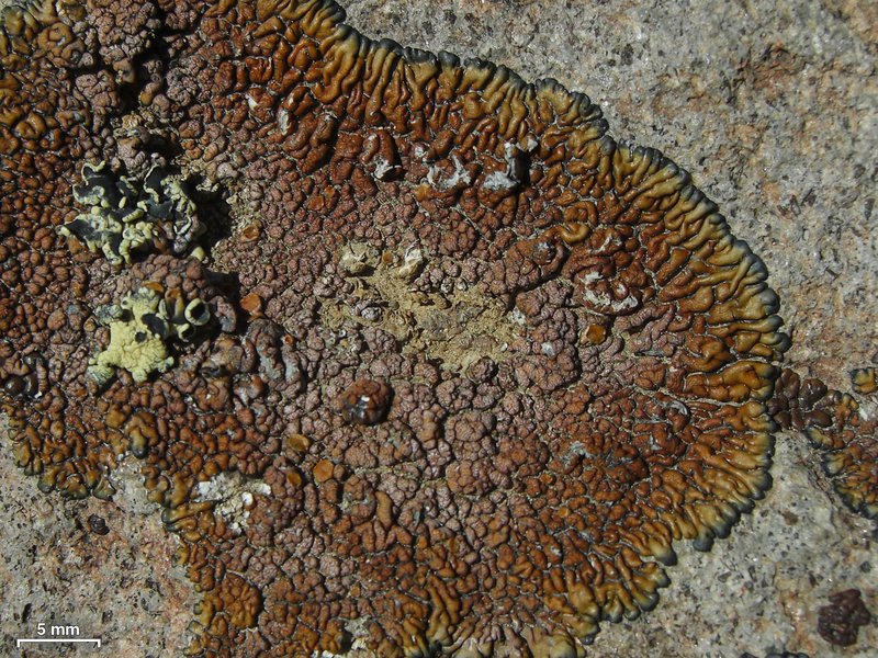 Lecanora pseudomellea