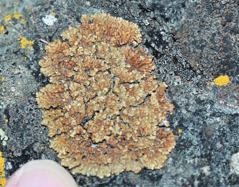 Lecanora pseudomellea