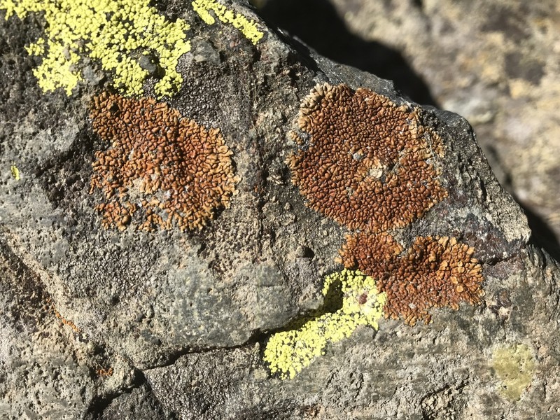 Lecanora pseudomellea photo 2