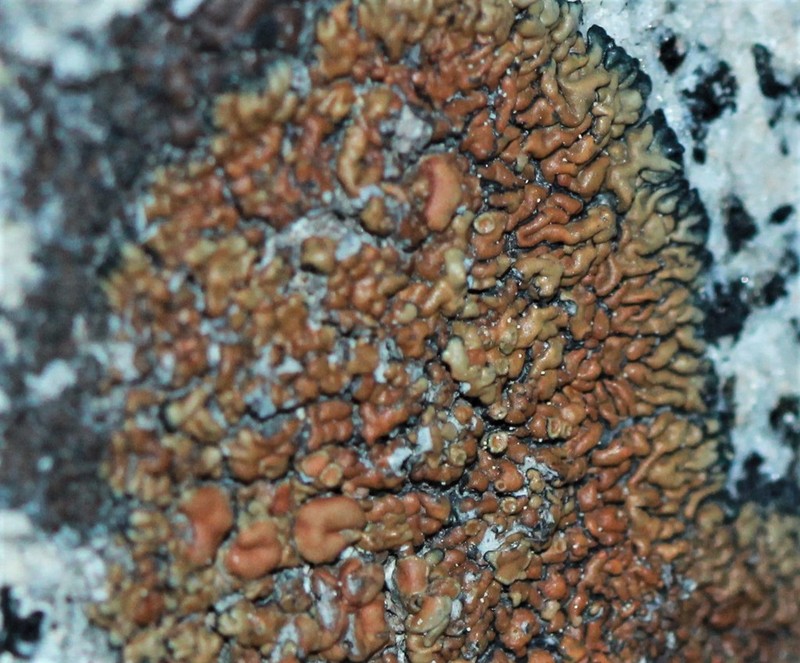 Lecanora pseudomellea photo 3