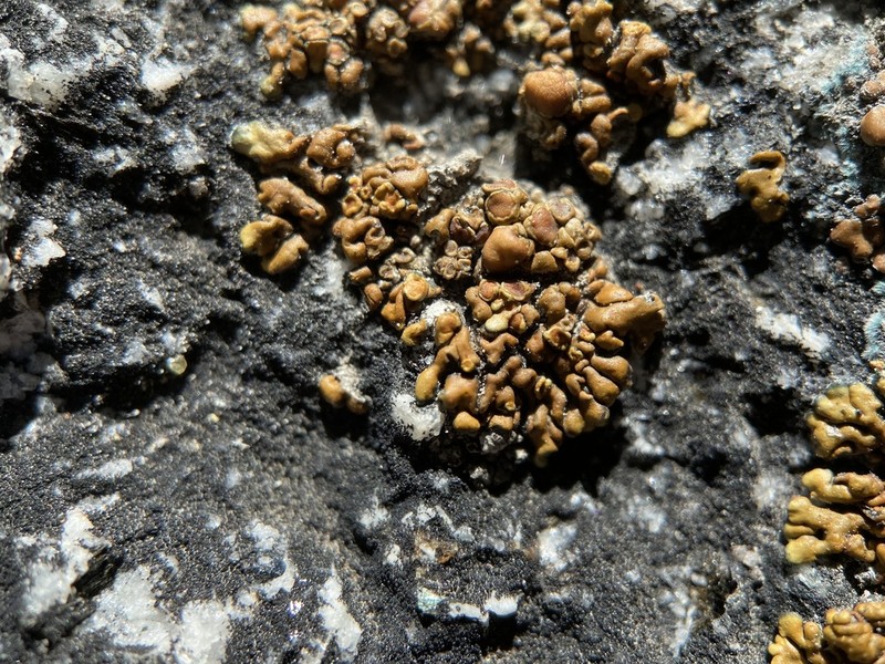 Lecanora pseudomellea photo 4