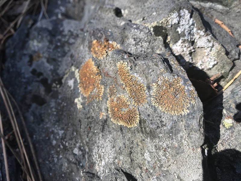 Lecanora pseudomellea photo 5
