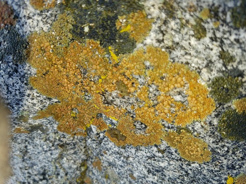Lecanora pseudomellea photo 6
