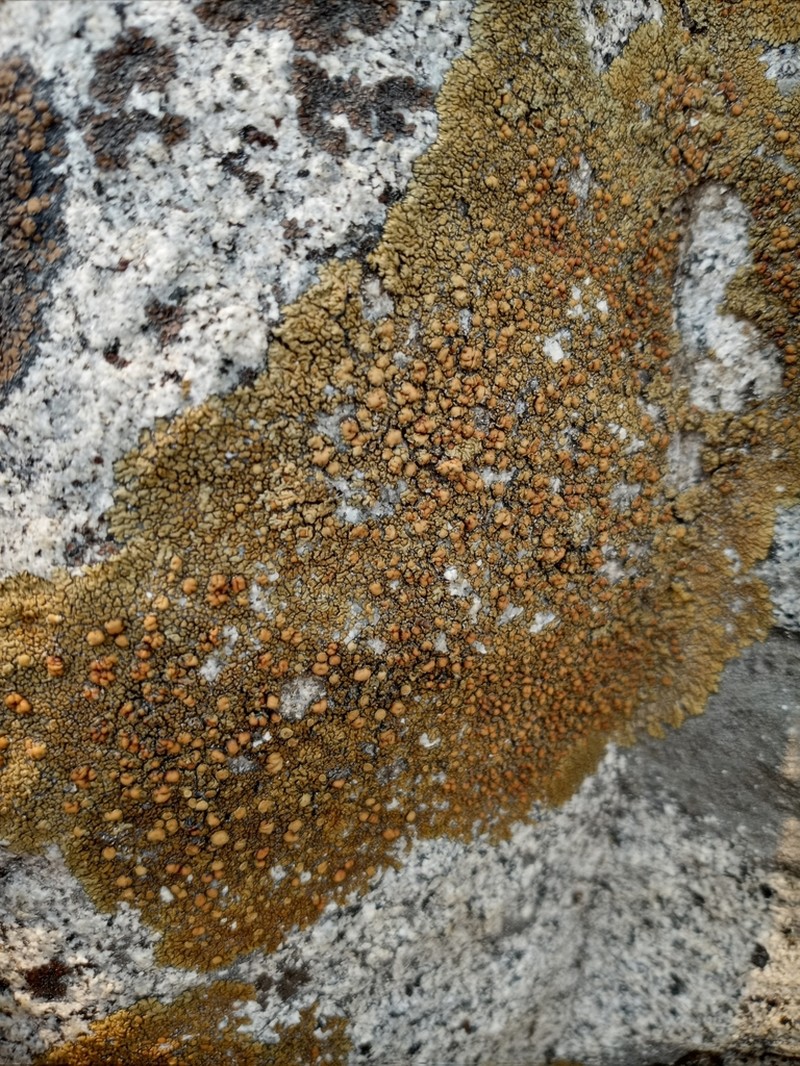 Lecanora pseudomellea photo 7