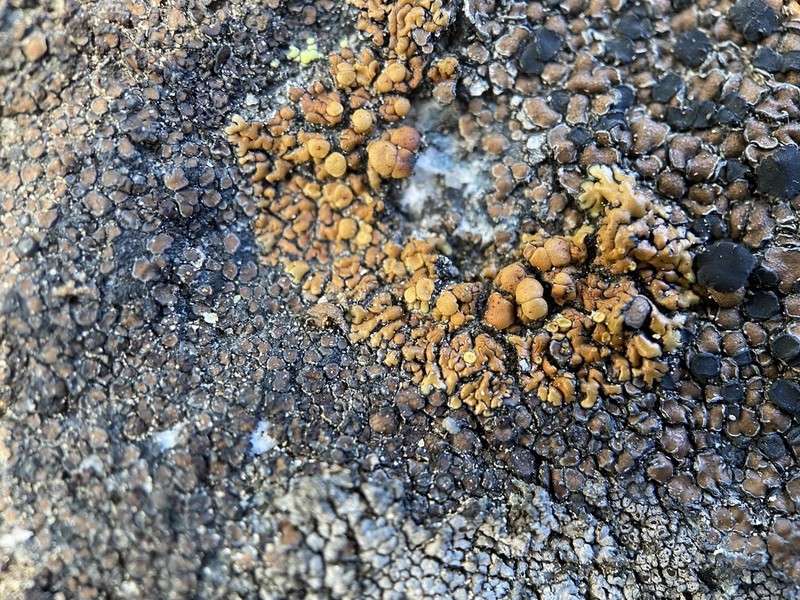 Lecanora pseudomellea photo 8