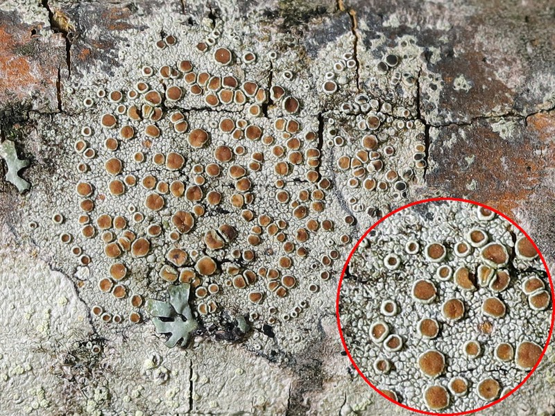 Rim Lichen
