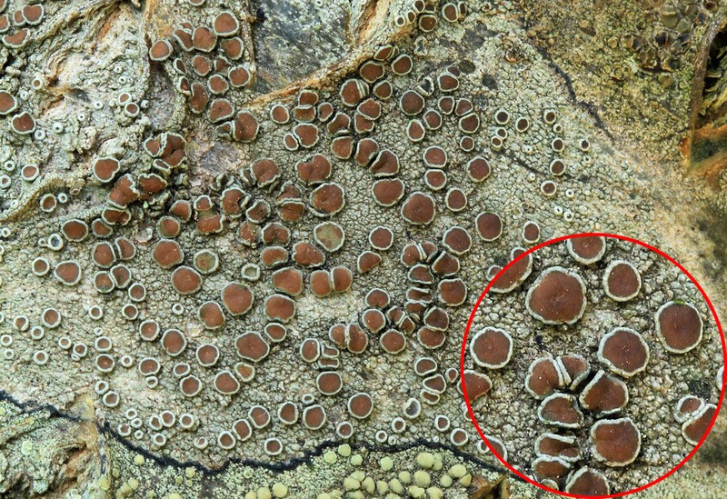 Rim Lichen photo 2