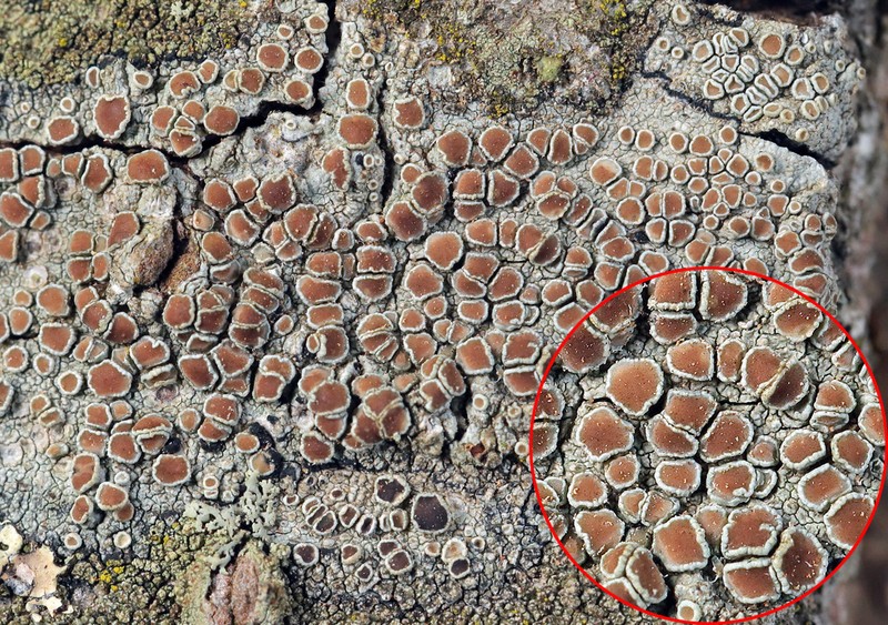 Rim Lichen photo 3