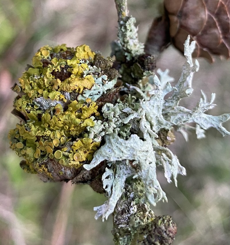 Rim Lichen photo 4