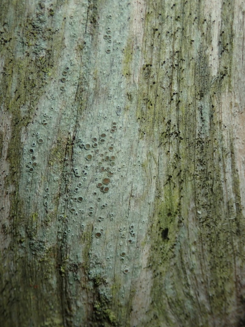 Rim Lichen photo 5
