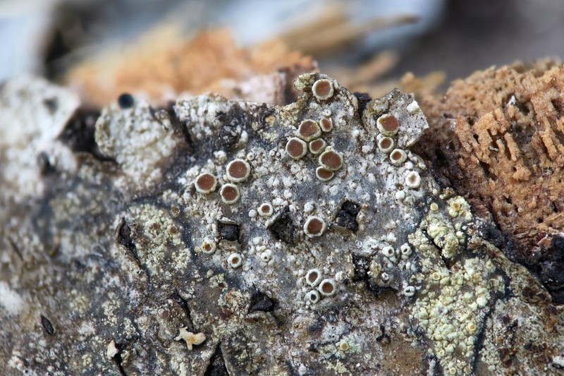 Rim Lichen photo 6