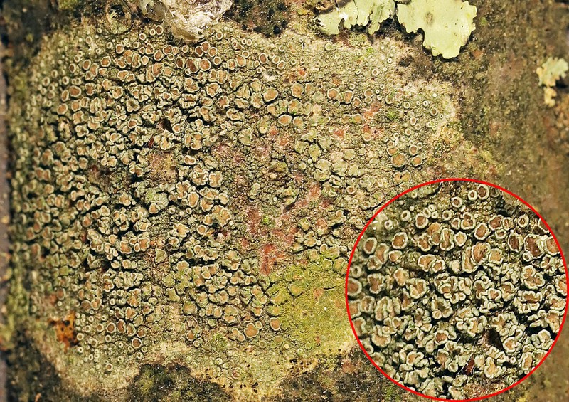 Rim Lichen photo 8
