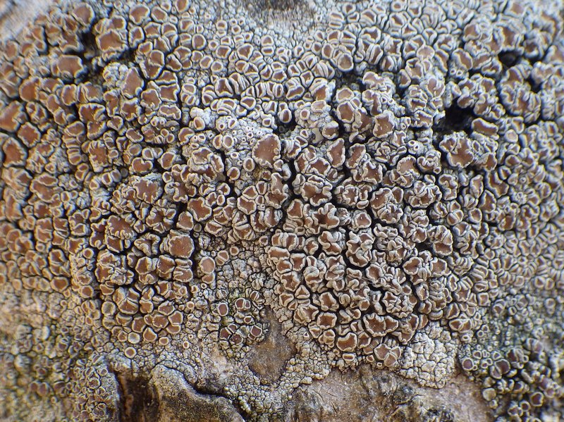 Lecanora rubicunda