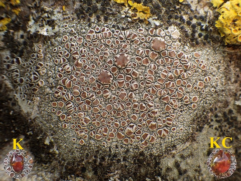 Lecanora rubicunda