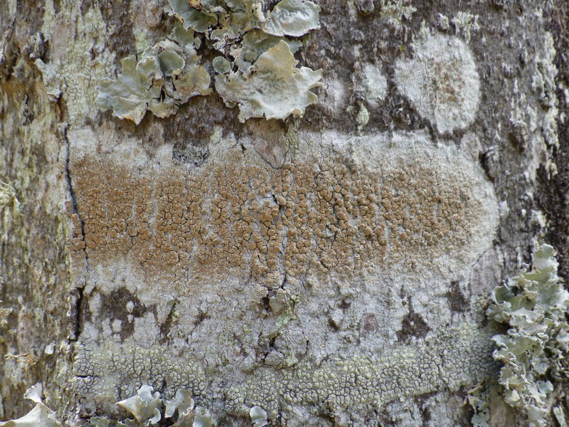 Lecanora rubicunda photo 4