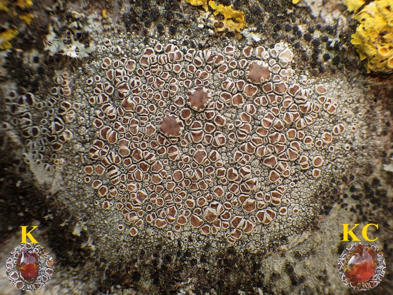 Lecanora rubicunda photo 5