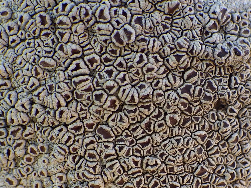 Lecanora rubicunda photo 6