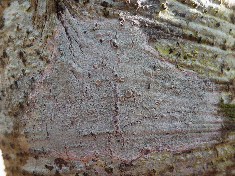 Lecanora rubicunda photo 7