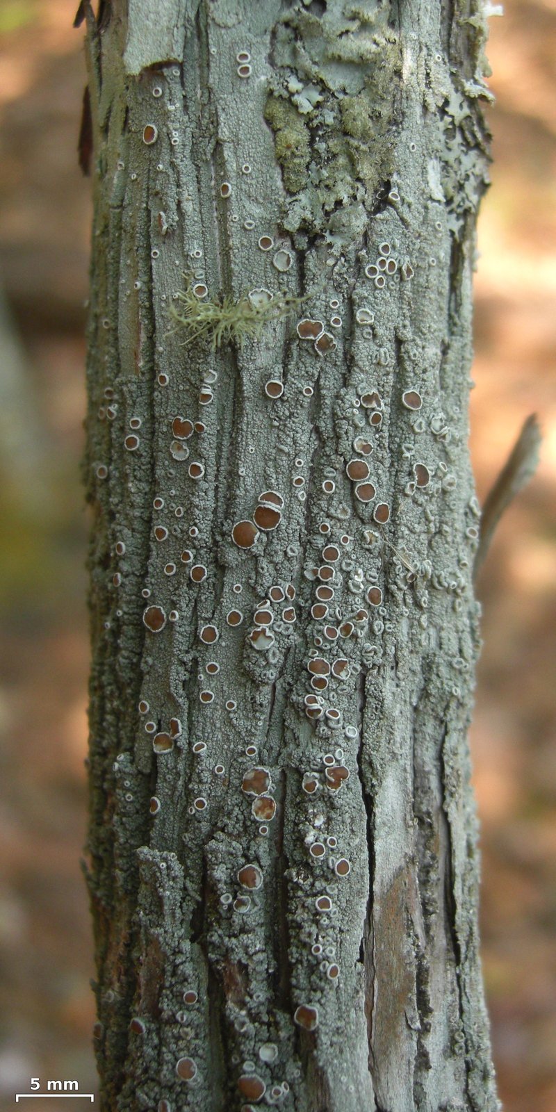 Rugose Rim Lichen