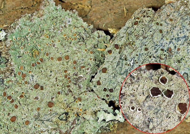 Rugose Rim Lichen