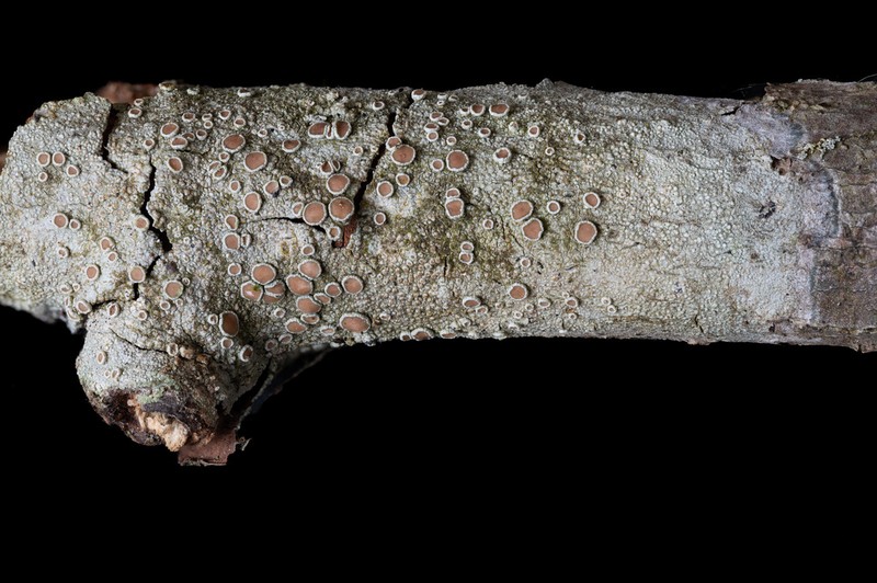 Rugose Rim Lichen photo 2