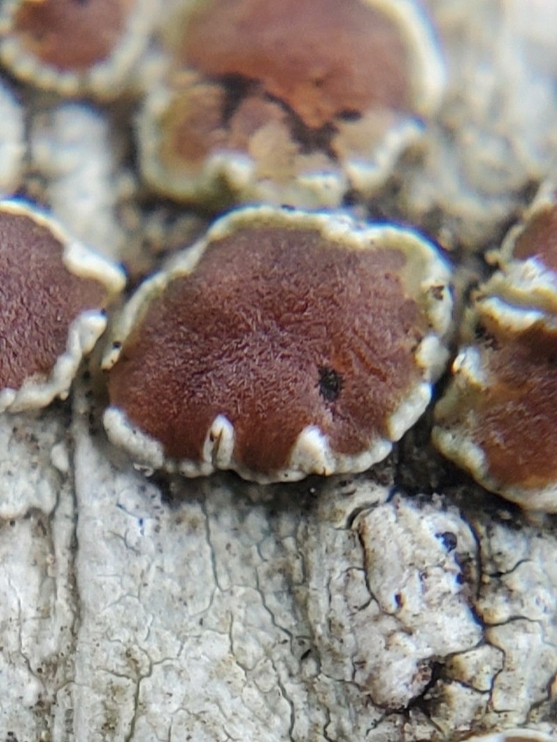Rugose Rim Lichen photo 3