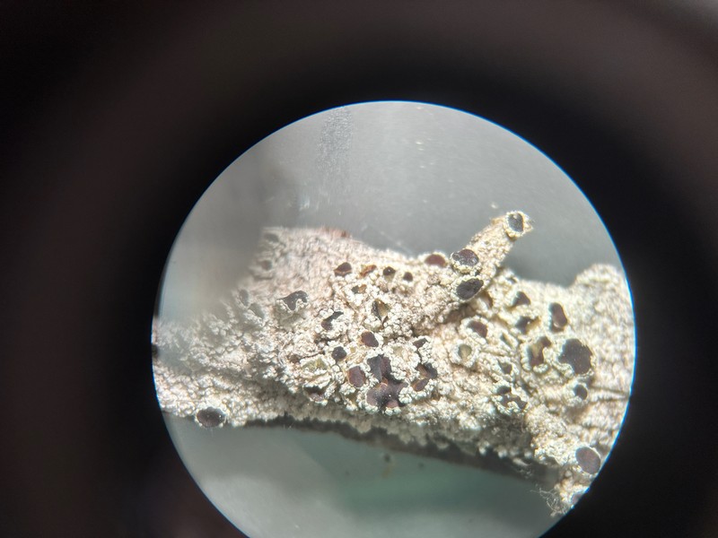 Rugose Rim Lichen photo 5
