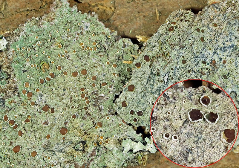 Rugose Rim Lichen photo 6