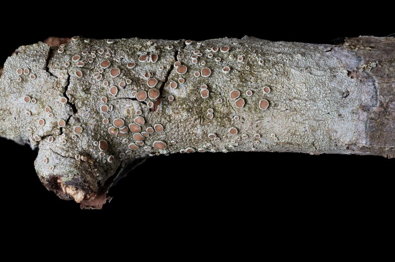 Rugose Rim Lichen photo 7