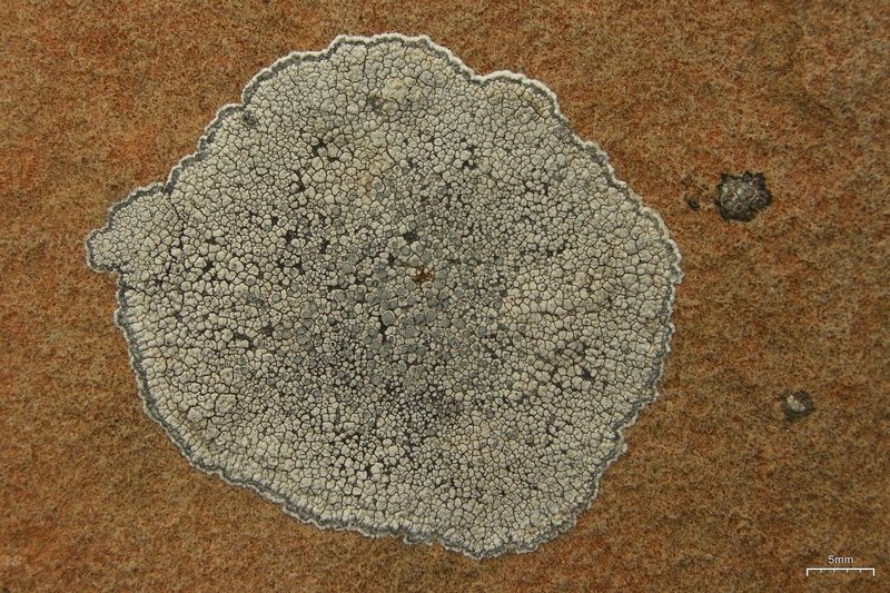 Rim Lichen
