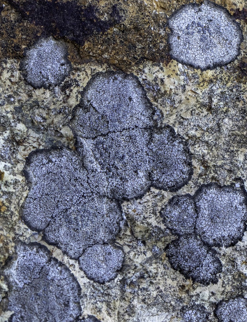 Rim Lichen