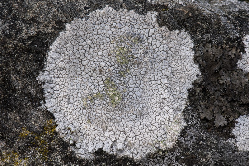 Rim Lichen photo 2
