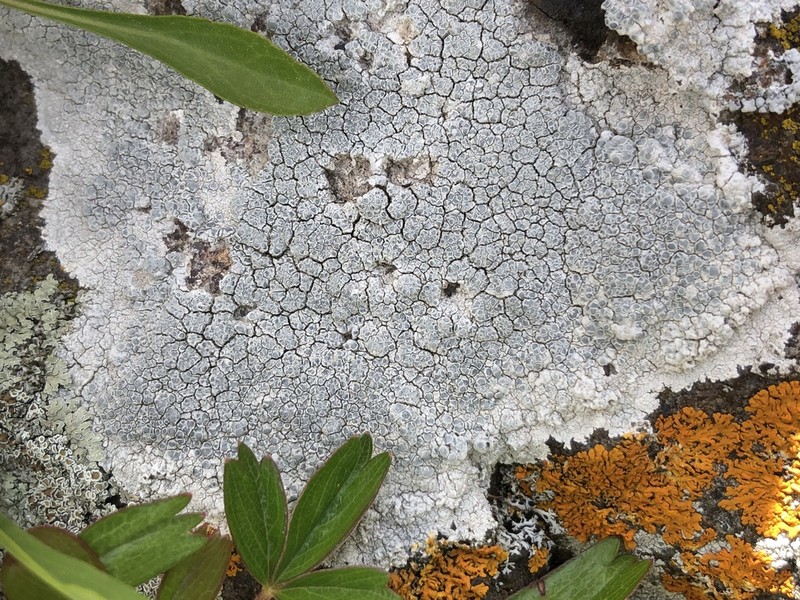 Rim Lichen photo 3