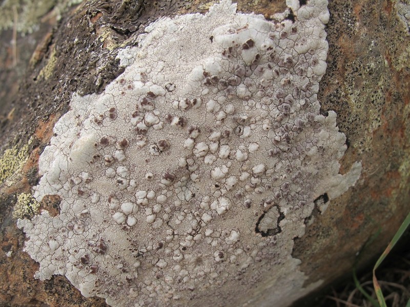 Rim Lichen photo 4