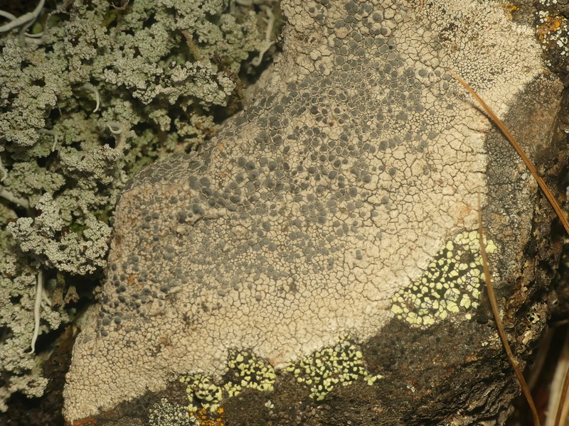 Rim Lichen photo 5